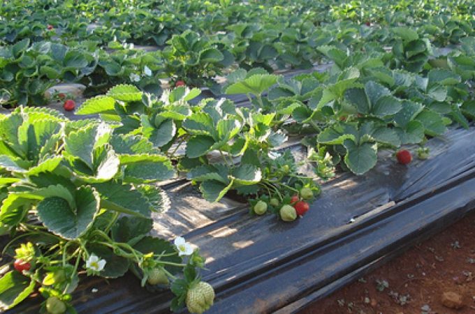 Laxmi-Strawberry-Farm-Mahabaleshwar