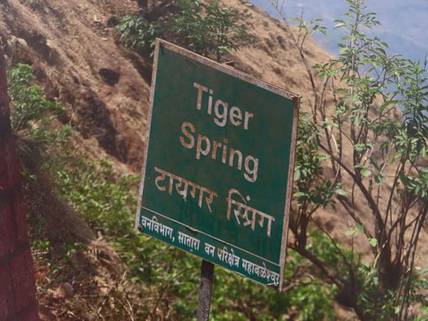 tiger-spring-point